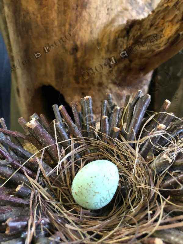 Egg Nest