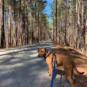 Dog on trail